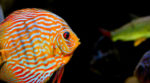 Top Marinesciences[1]
